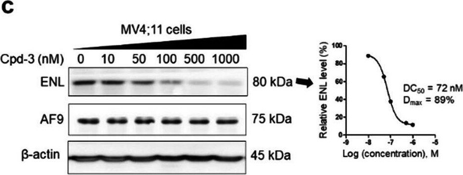 AF9 Antibody - BSA Free