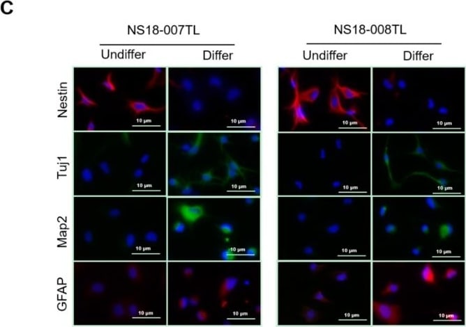 Nestin Antibody