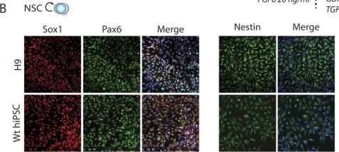 Nestin Antibody