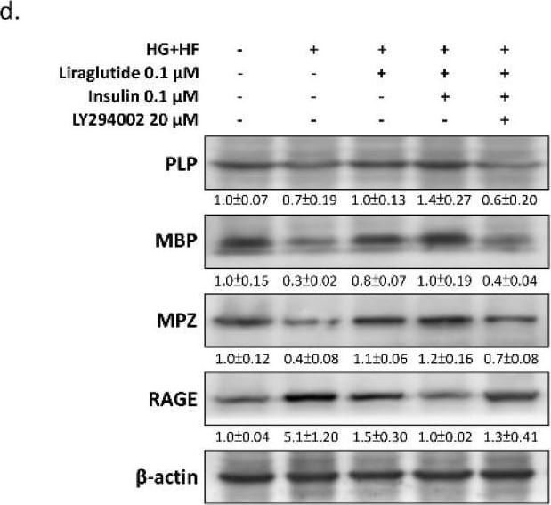 Myelin Protein Zero Antibody - BSA Free