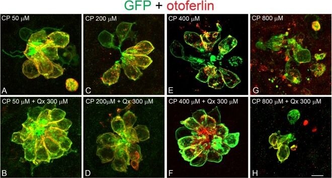 GFP Antibody