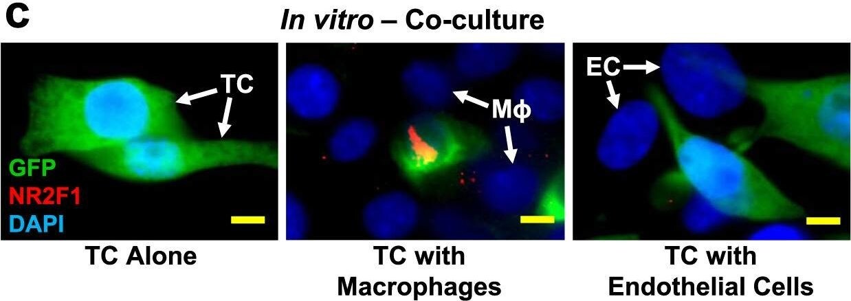 GFP Antibody