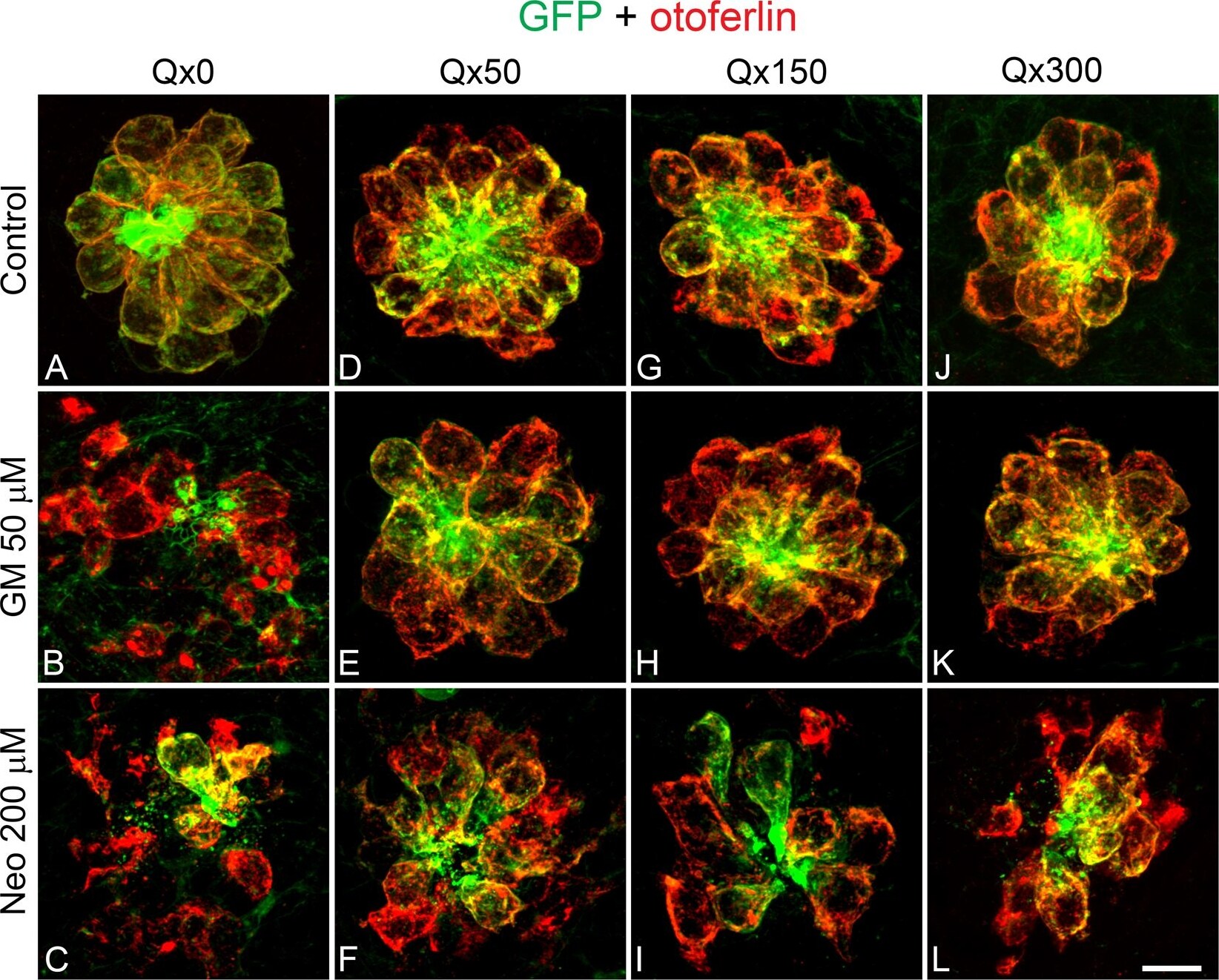 GFP Antibody