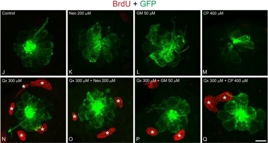GFP Antibody