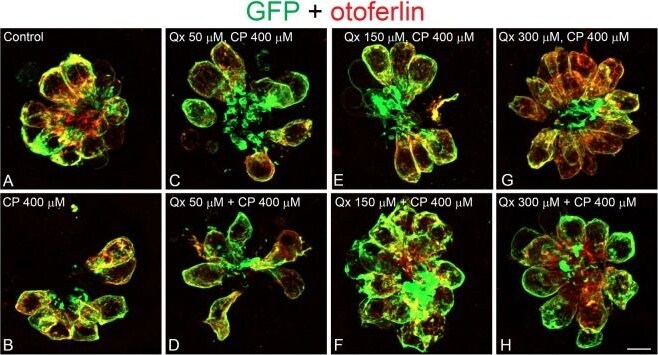 GFP Antibody