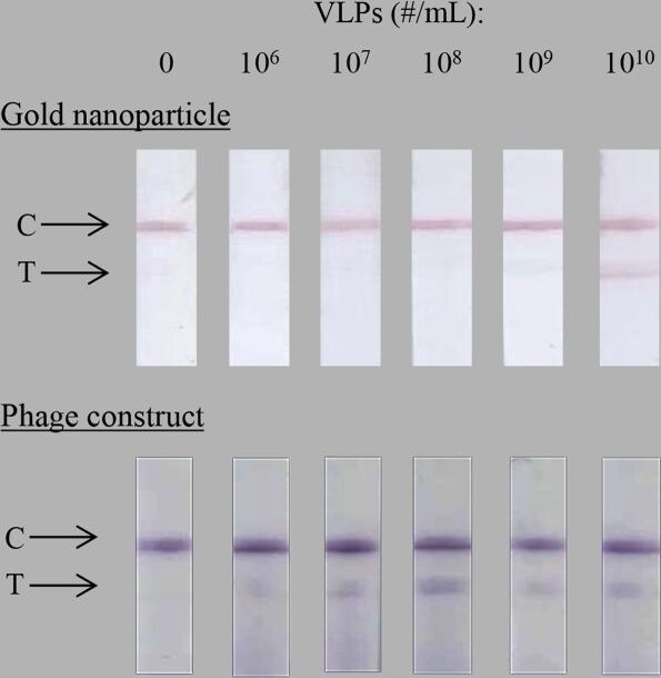 fd/M13 bacteriophage Antibody