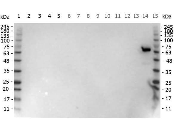 Use of Anti-Luciferase Antibody in Western Blot