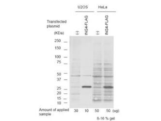 ING4 Antibody