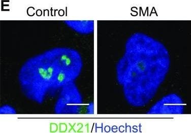 DDX21 Antibody - BSA Free
