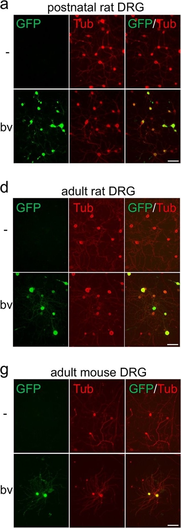 GFP Antibody