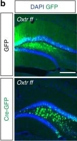 GFP Antibody