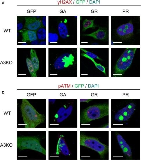 GFP Antibody
