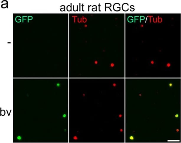 GFP Antibody