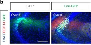 GFP Antibody