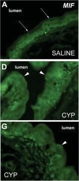 MIF Antibody