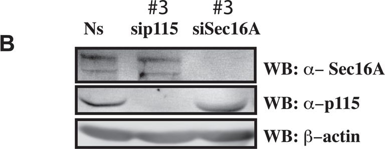 SEC16A Antibody