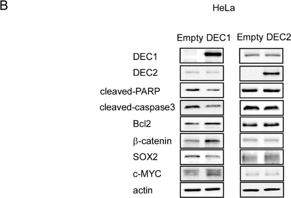 DEC1 Antibody - BSA Free