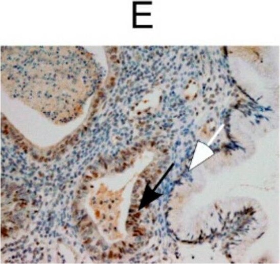 DEC1 Antibody - BSA Free