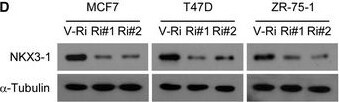 NKX3.1 Antibody (0361) - BSA Free
