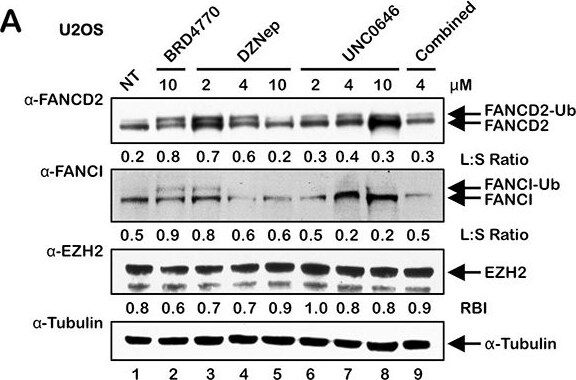 FANCD2 Antibody - BSA Free