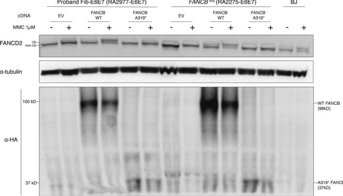FANCD2 Antibody - BSA Free