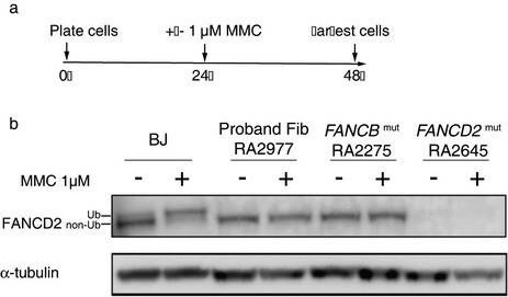 FANCD2 Antibody - BSA Free