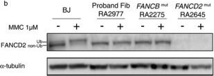 FANCD2 Antibody - BSA Free