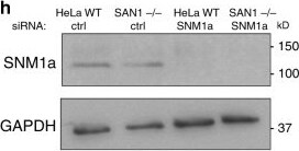 FANCD2 Antibody - BSA Free