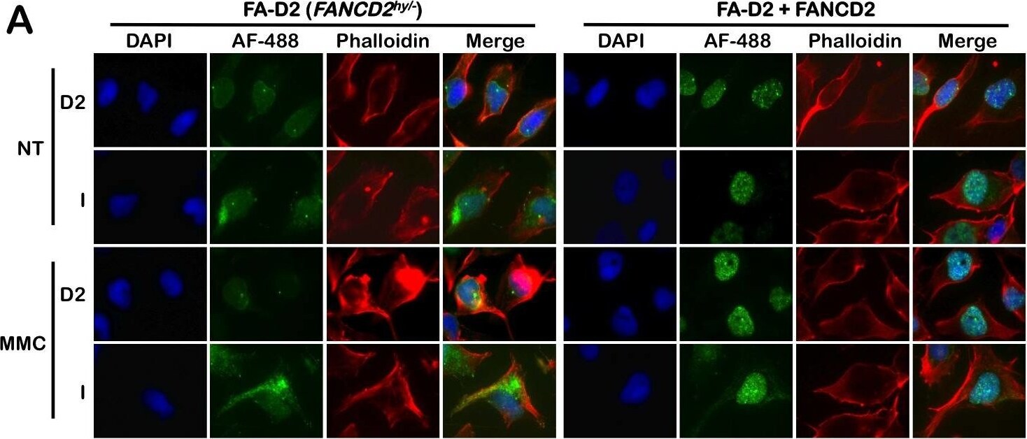 FANCD2 Antibody - BSA Free