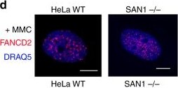 FANCD2 Antibody - BSA Free