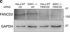 FANCD2 Antibody - BSA Free