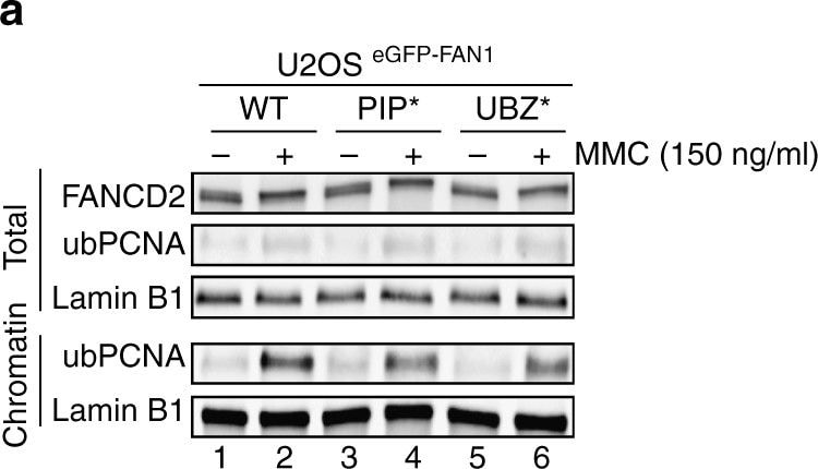 FANCD2 Antibody - BSA Free