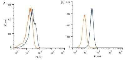 Calcium-sensing R/CaSR Antibody (HL 1499) - BSA Free