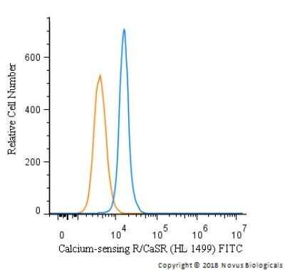 Calcium-sensing R/CaSR Antibody (HL 1499) - BSA Free