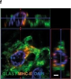 EAAT1/GLAST-1/SLC1A3 Antibody - BSA Free