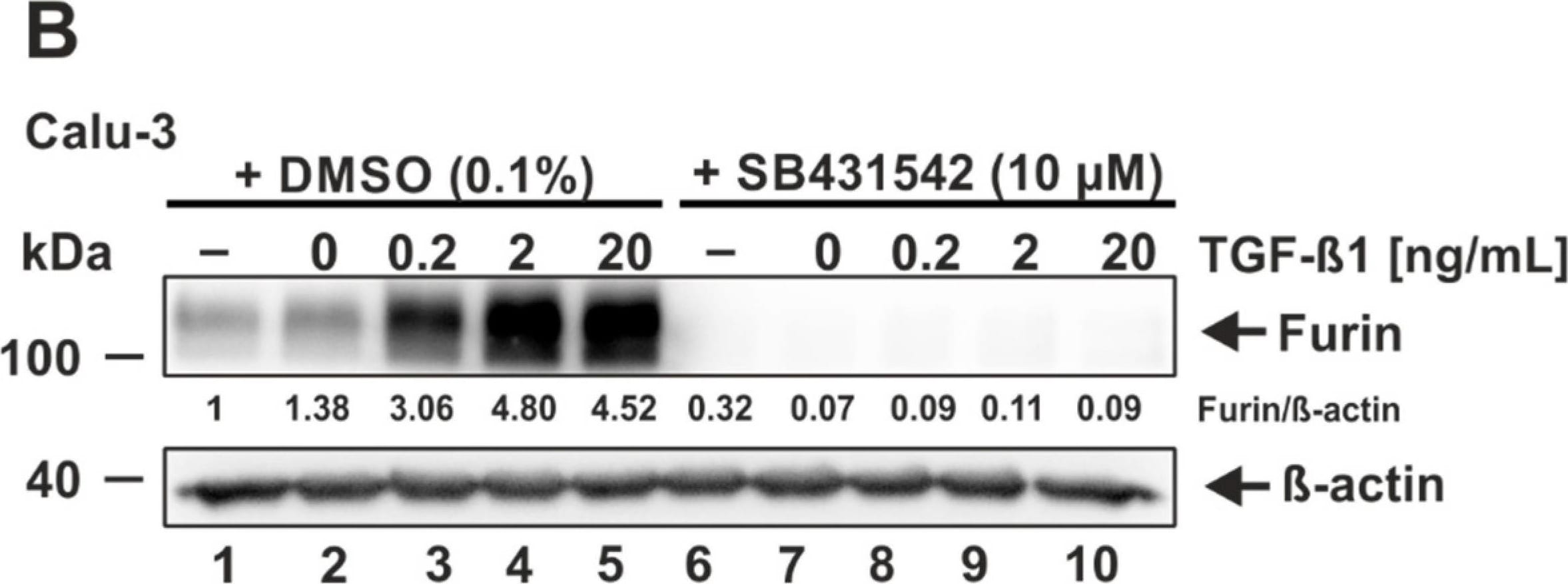 Furin Antibody