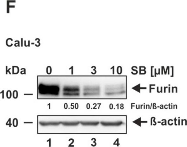 Furin Antibody