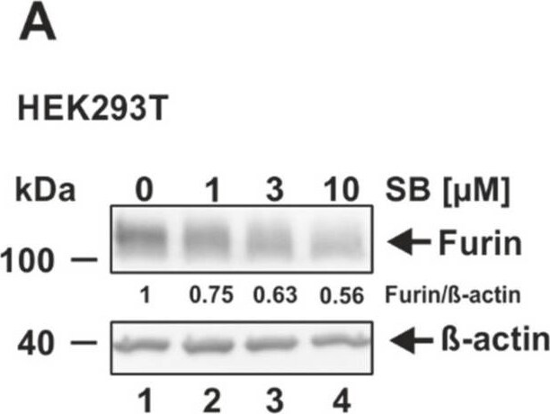Furin Antibody