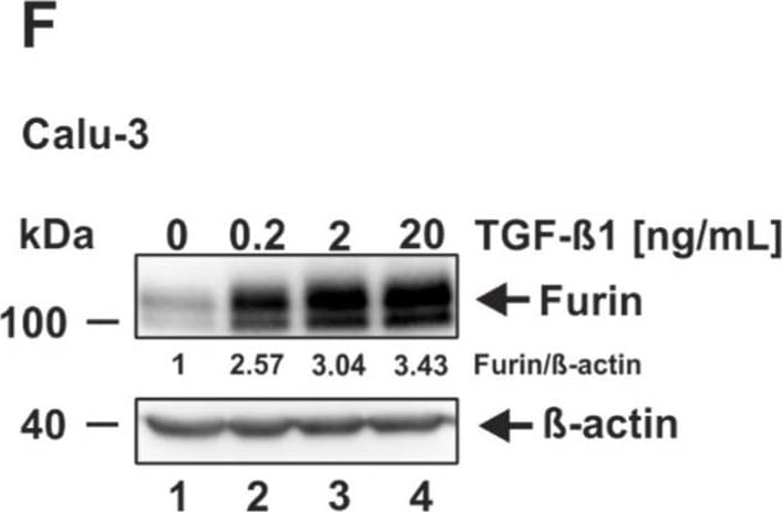 Furin Antibody
