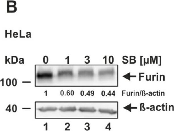 Furin Antibody