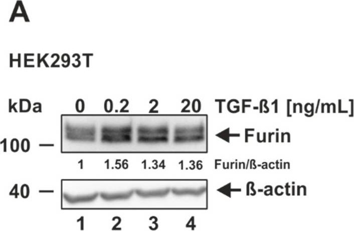 Furin Antibody