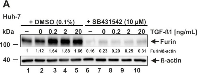 Furin Antibody