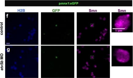 SMN Antibody (2B1) [Alexa Fluor® 647]