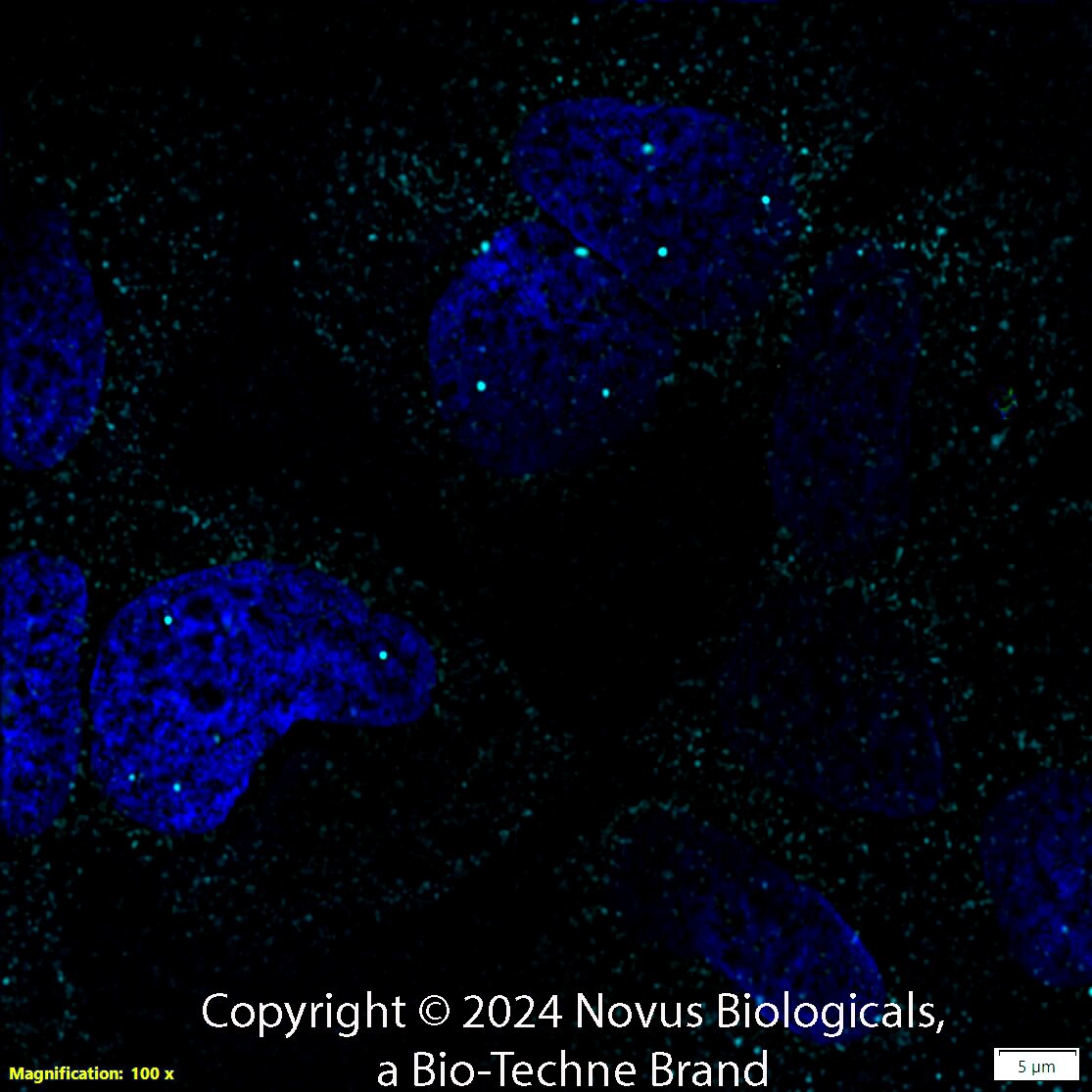 SMN Antibody (2B1) [Alexa Fluor® 647]