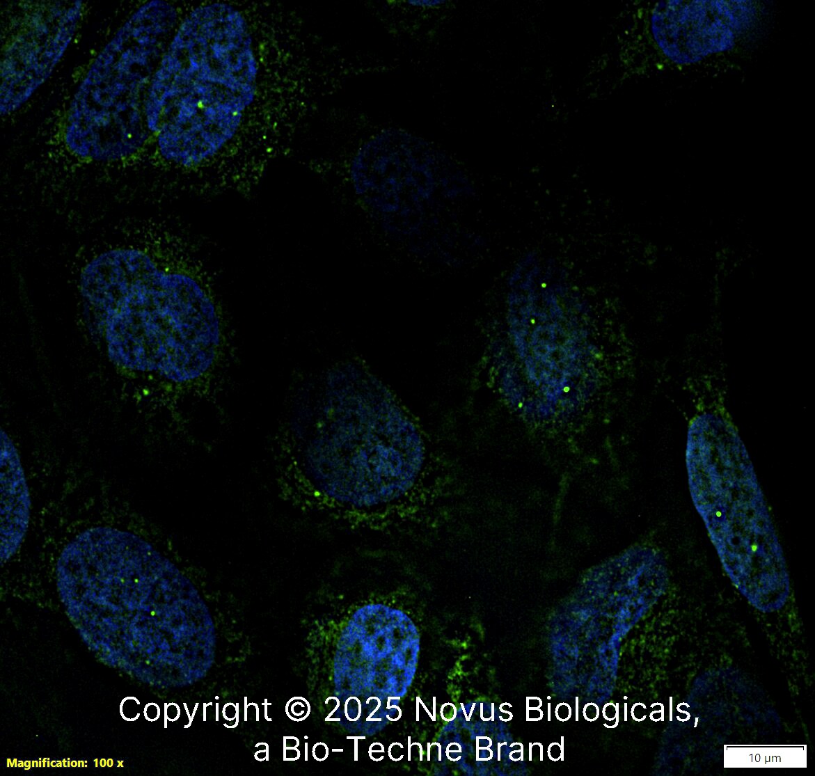SMN Antibody (2B1) [DyLight 488]
