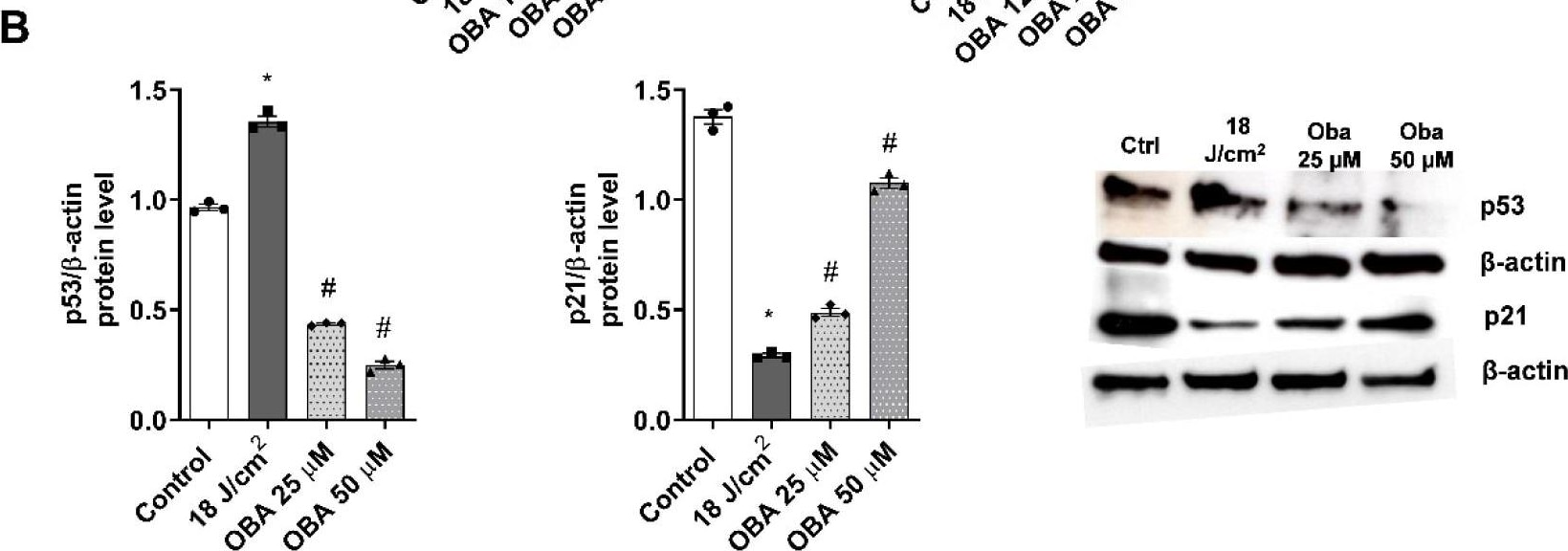 p21/CIP1/CDKN1A Antibody - BSA Free