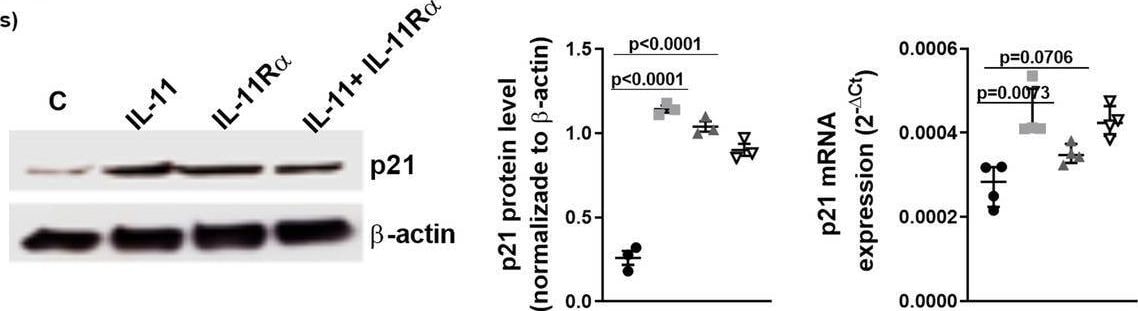 p21/CIP1/CDKN1A Antibody - BSA Free