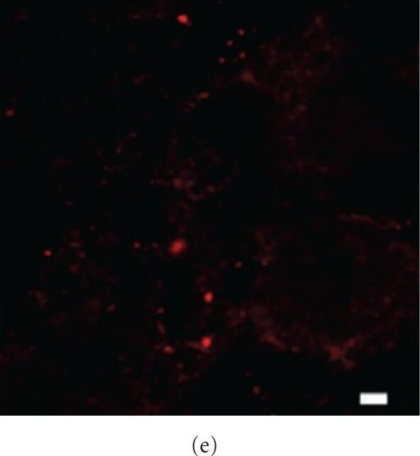 Calnexin Antibody - BSA Free
