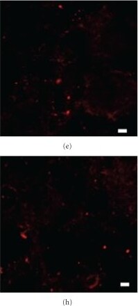 Calnexin Antibody - BSA Free