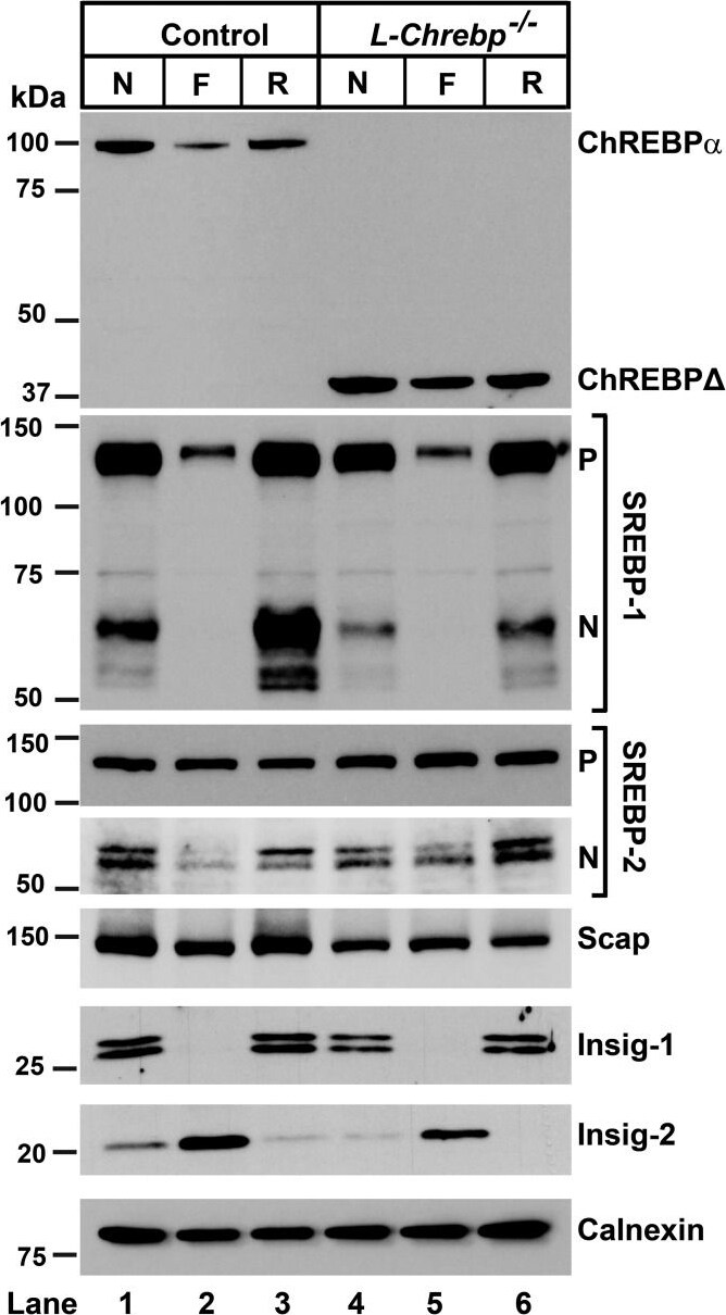Calnexin Antibody - BSA Free